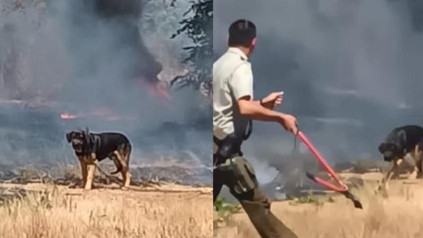 "Estaba rodeado por completo": Heroica acción de carabinero para salvar a perro de incendio forestal