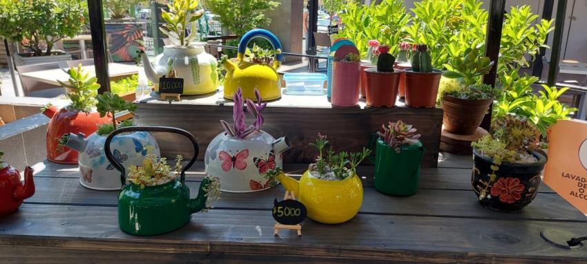 Vende plantas y recicla maceteros: La esforzada historia de una mamá emprendedora de Curicó