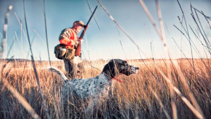 "Caminó sobre el arma, provocando la detonación": Perro mató de un disparo a cazador en EE.UU.