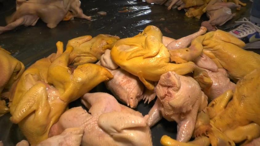 Decomisan 200 kilos de comida ambulante: Pintaban de amarillo los pollos para mejorar su aspecto