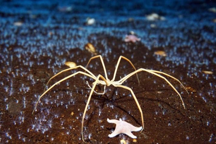 "Nadie se lo esperaba": arañas marinas sorprenden a investigadores en laboratorio alemán