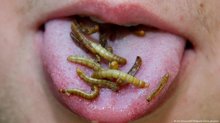 La Unión Europea autoriza dos insectos para consumo humano