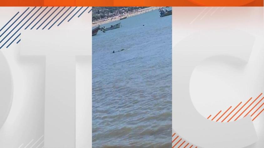 [VIDEO] Advierten presencia de tiburón en Dichato