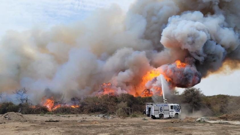 Combaten incendio en humedal de Arica: Se han desplegado todas las unidades de emergencia en la zona