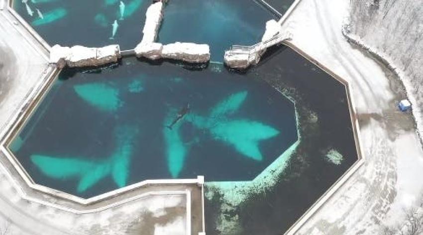 [VIDEO] Exigen la liberación de Kiska, "la orca más solitaria del mundo"