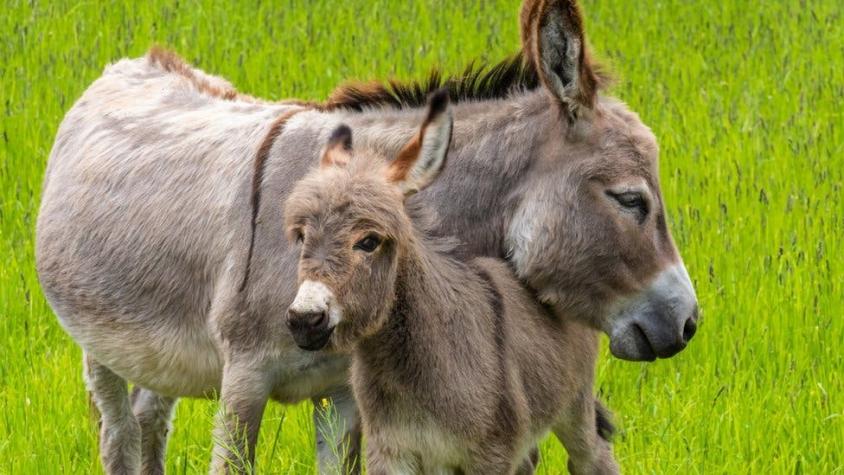 Cómo los burros cambiaron el curso de la historia de la humanidad Cómo los burros cambiaron el curso de la historia de la humanidad