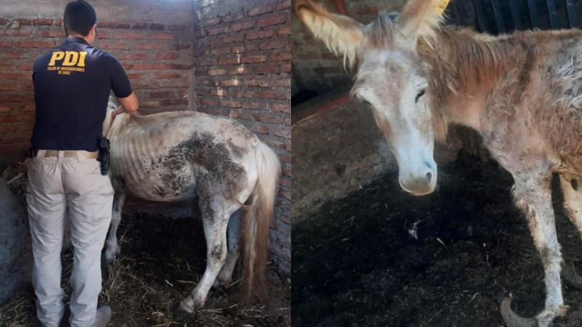 PDI investiga brutal caso de maltrato animal en Melipilla: Caballos, burros y un perro afectados