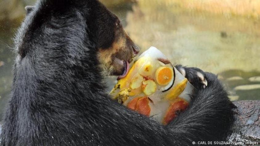 Zoológico de Río de Janeiro ofrece helado a animales por ola de calor