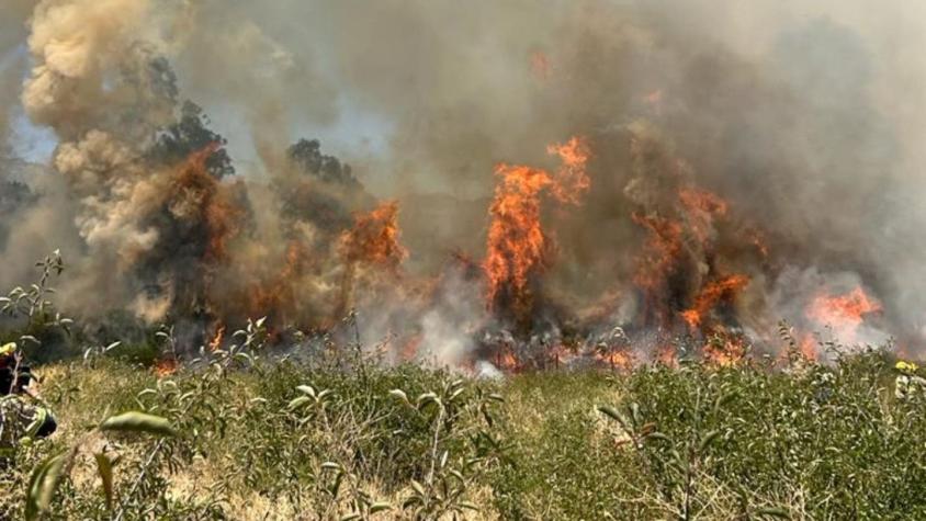 Incendio forestal se produce en Codegua, región de O'Higgins