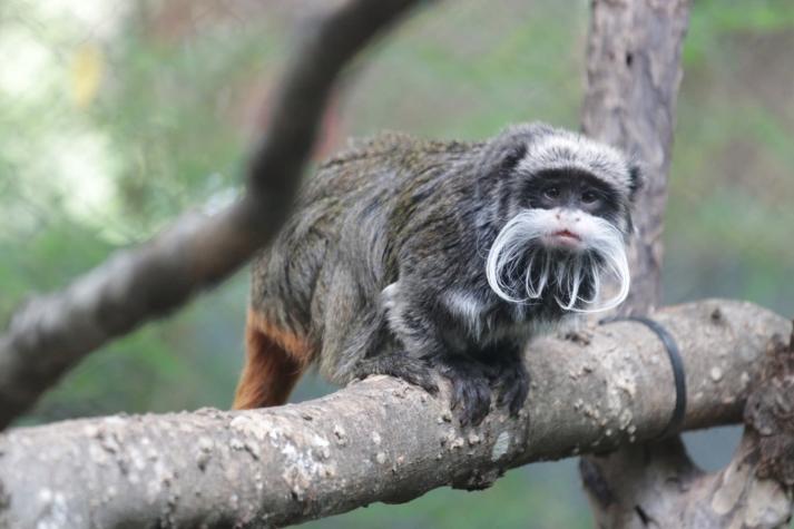 Seguidilla de casos sin resolver en zoológico de Dallas: Ahora desaparecieron dos monos