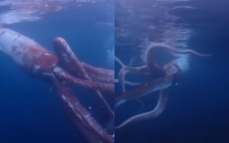 Captan imágenes de un calamar gigante de 2,5 metros en Japón