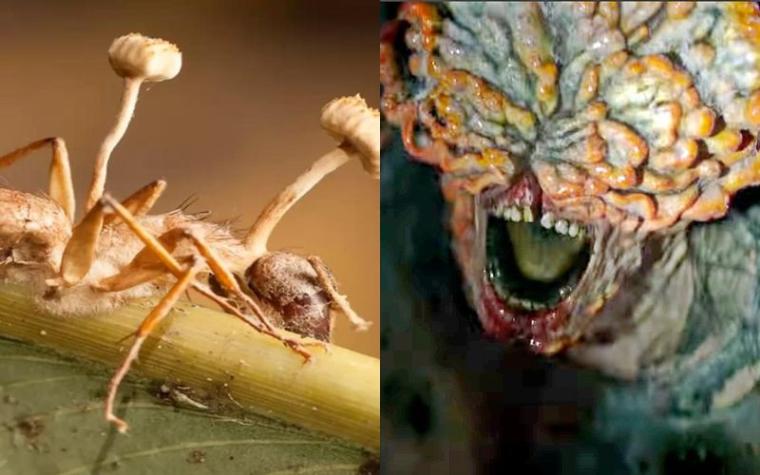 El hongo de 'The Last of Us' existe en la vida real y afecta a los insectos