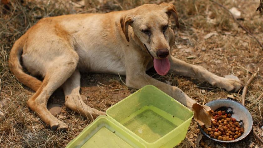 Incendios forestales: Así puedes ayudar a los animales más afectados por la emergencia