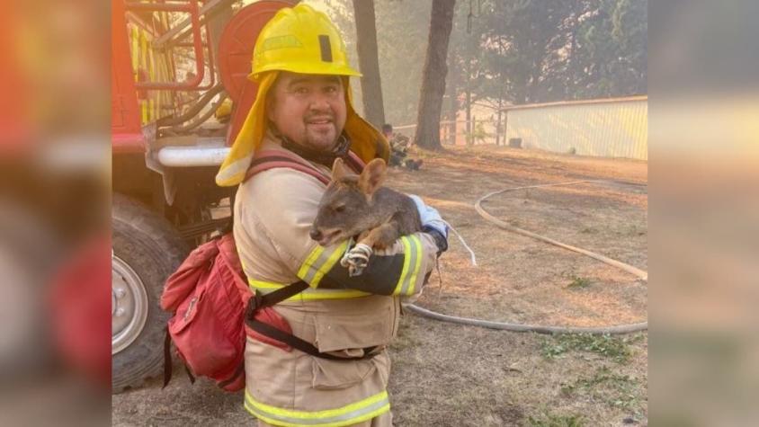 Bomberos logra el rescate de un pudú en medio de los incendios forestales en el Biobío