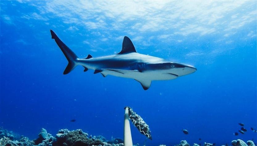 Un tiburón mata a una joven en un río de Australia