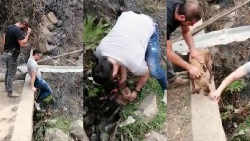 [VIDEO] Carabineros rescata a perrita que quedó atrapada tras huir de los incendios en Santa Juana
