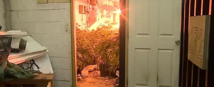 Carabineros decomisa cerca de 250 plantas de marihuana en operativo policial en Pudahuel