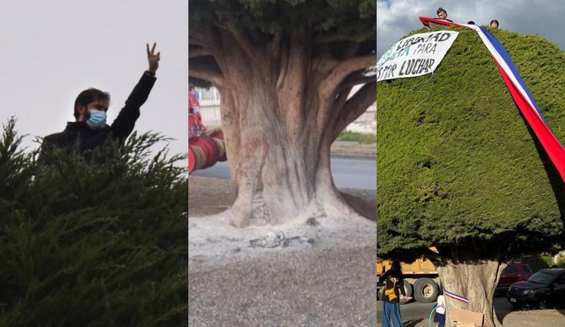Jóvenes intentaron quemar "árbol símbolo de Boric" en Punta Arenas: vecinos controlaron las llamas