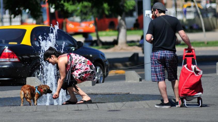 Altas temperaturas: cómo reconocer y evitar un golpe de calor en mascotas (y qué hacer si sufre uno)