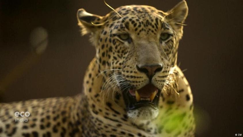 Leopardo irrumpe en un juzgado y deja cinco personas heridas en India