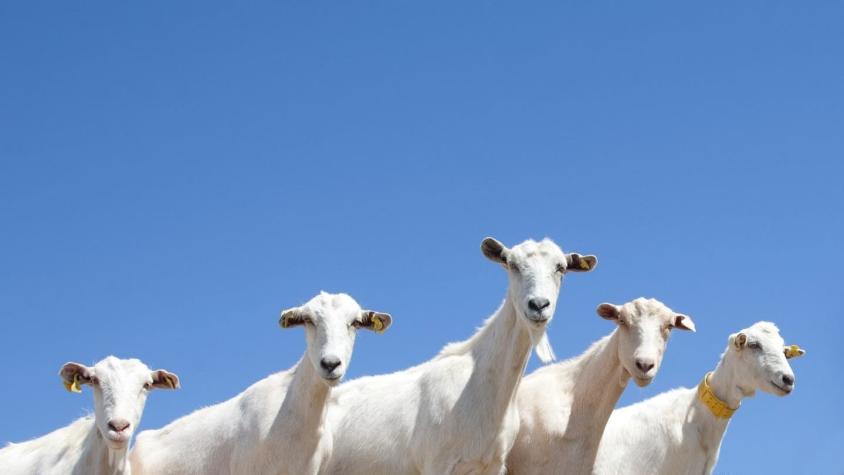 Director de zoológico ordenó sacrificar cinco cabras para cocinarlas en fiesta de fin de año