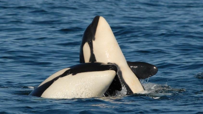 El sacrificio "de por vida" que hacen las orcas madre por sus crías
