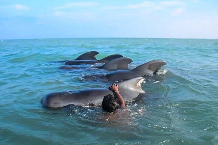 [VIDEOS] Rescatan a 11 ballenas varadas en Sri Lanka