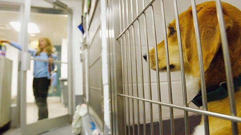 La súplica de veterinario a dueños que dejan a mascotas solas cuando los eutanasian: "Están tristes"