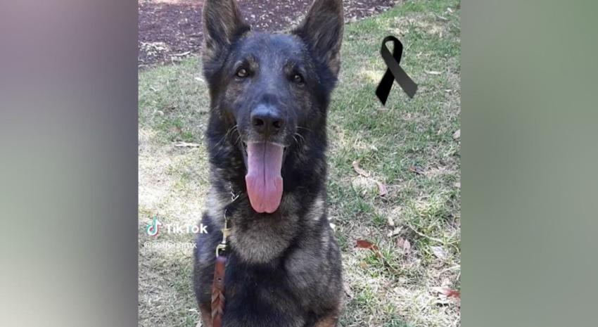 Muere "Proteo", el perro rescatista mexicano que viajó a Turquía para ayudar tras terremoto