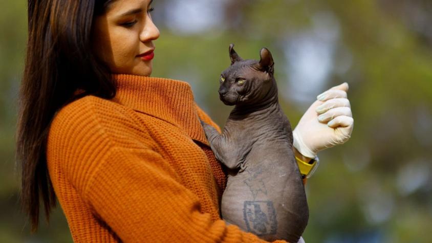 [FOTO y VIDEO] Rescatan a un gato tatuado desde una cárcel de México