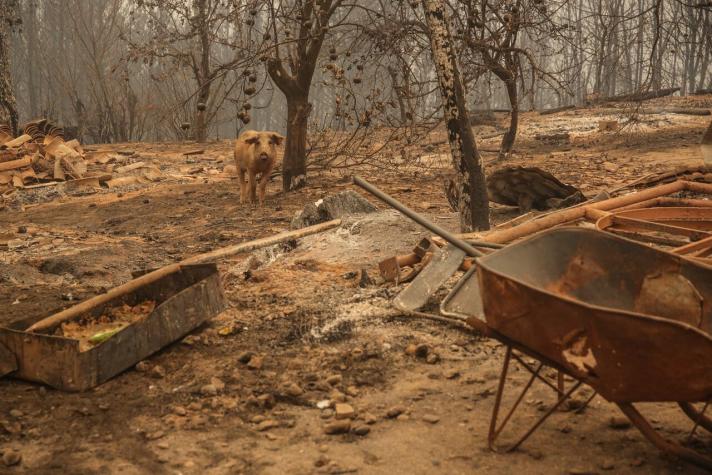 Minagri hace balance de incendios forestales: Más de 4 mil animales han muerto