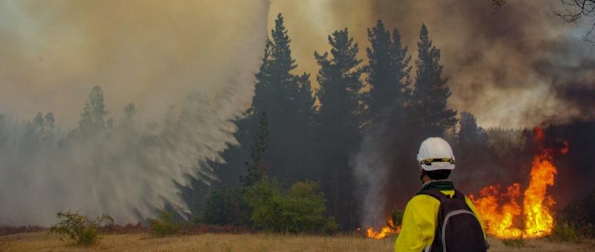 Mil hectáreas de cultivo perdidas y más de 4 mil animales muertos por incendios forestales