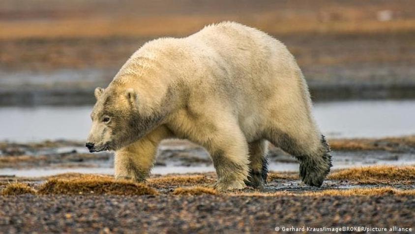 Oso polar mata a una mujer y a su hijo de un año en un ataque "extremadamente raro"