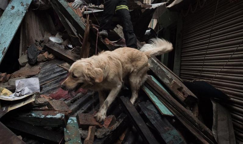 El terrorífico 'sonido' de la tierra que pueden sentir los animales antes de un sismo