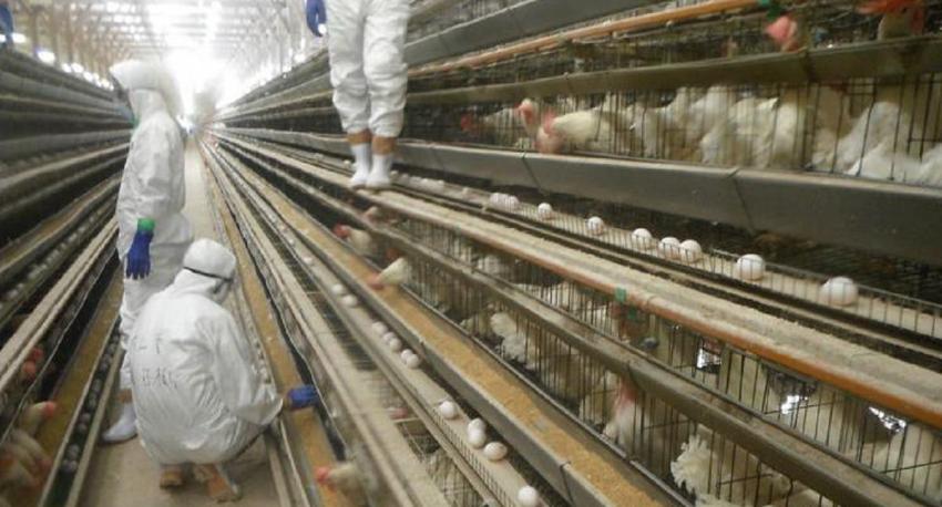 Se encienden alarmas en Latinoamérica por avance de gripe aviar