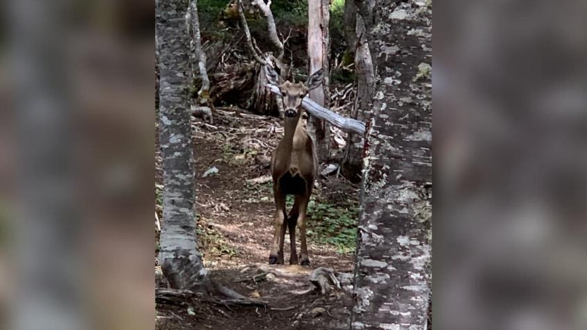 [VIDEO] Captan histórico avistamiento de huemul en Reserva Nacional Magallanes