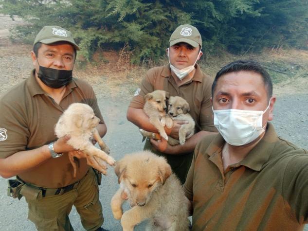 Carabineros de Quillón rescata camada de perritos en medio de incendios forestales