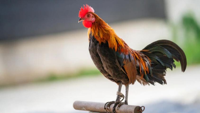 Hombre murió tras ser atacado por un gallo en Irlanda