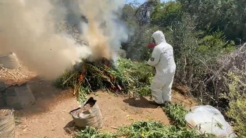 OS7 de Carabineros incauta más de 7 mil plantas de marihuana en Colliguay