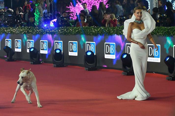 Perrito se robó la película en la alfombra roja de la gala de Viña 2023