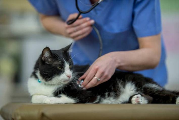 Clínica Veterinaria de Temuco tendrá que pagar más de $4 millones por perder un gato
