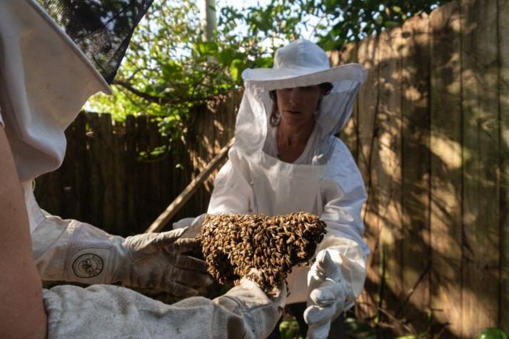 [FOTOS] "Defensora de las abejas" rescata colmenas de las casas de EE.UU para que no las exterminen