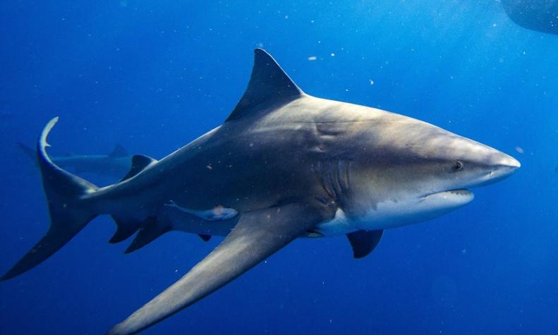 Un australiano muere tras ser atacado por tiburón