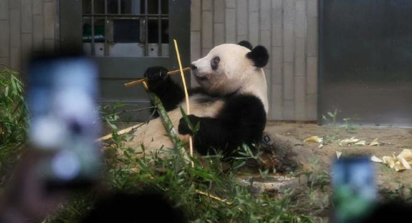 Japoneses se despiden con tristeza de cuatro osos panda