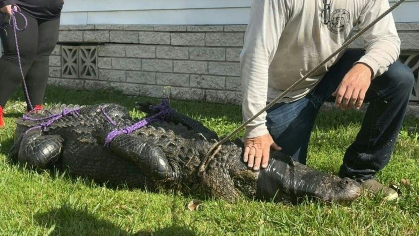 Un caimán mata a una mujer de 85 años que paseaba a su perro en Florida