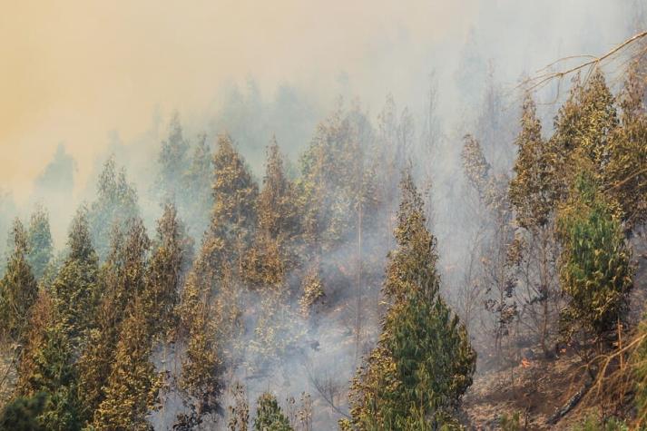 Incendios forestales: Gobierno acusa que privados se han negado a hacer cortafuegos en sus terrenos
