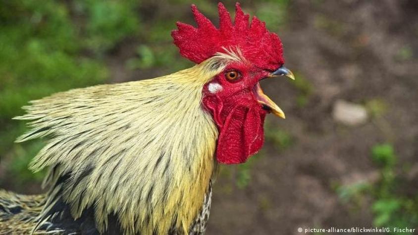 Hombre de 67 años muere en Irlanda tras el extraño ataque de un gallo agresivo