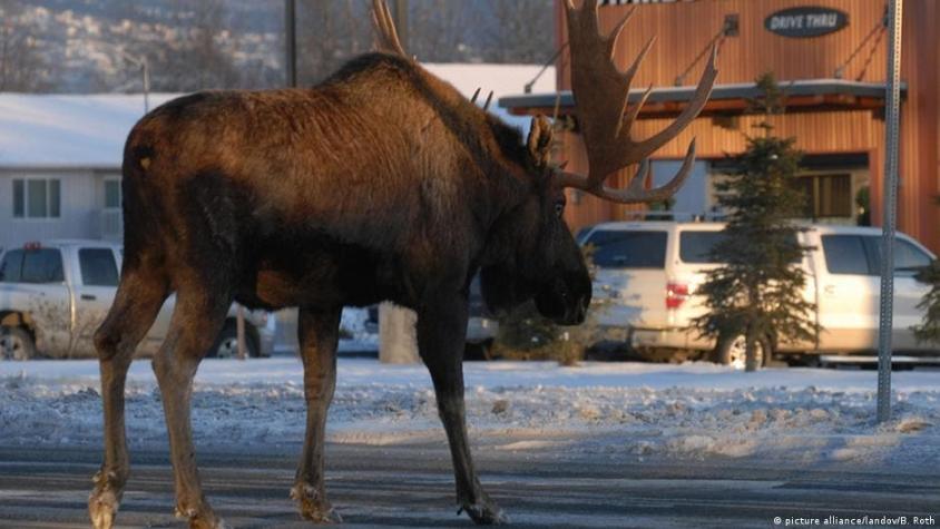 Filman el momento en que un alce golpea en la cabeza a una mujer que paseaba a su perro en Alaska