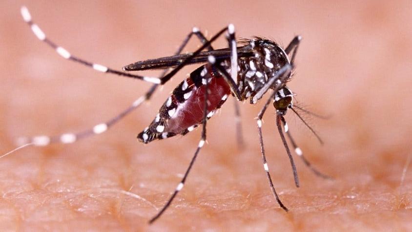 ¿Qué es el dengue, qué tipos hay y cuáles son sus síntomas?