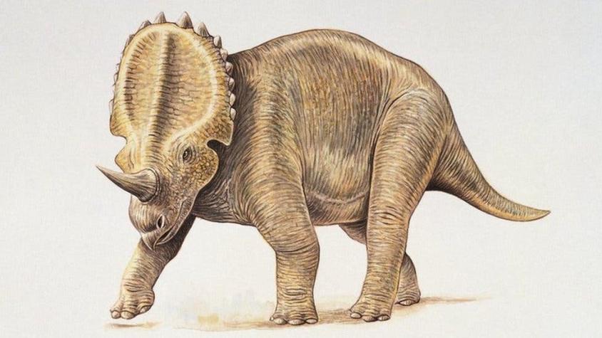 El cáncer que sufrían los dinosaurios y que aún padecen miles de personas cada año El cáncer que sufrían los dinosaurios y que aún padecen miles de personas cada año